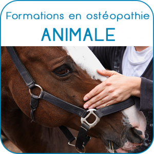 eao ecole aquitaine osteopathie formations stages osteopathe bordeaux gironde nouvelle aquitaine accueil formations osteopathie animale 2 300x300 - eao_ecole_aquitaine_osteopathie_formations_stages_osteopathe_bordeaux_gironde_nouvelle_aquitaine_accueil_formations_osteopathie_animale_2 - eao_ecole_aquitaine_osteopathie_formations_stages_osteopathe_bordeaux_gironde_nouvelle_aquitaine_accueil_formations_osteopathie_animale_2 - eao_ecole_aquitaine_osteopathie_formations_stages_osteopathe_bordeaux_gironde_nouvelle_aquitaine_accueil_formations_osteopathie_animale_2