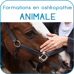 Ecole Aquitaine Ostéopathie - Formation professionnelle diplômante - Post-Graduate - Ostéopathie animale - Stages - Bordeaux - Gironde