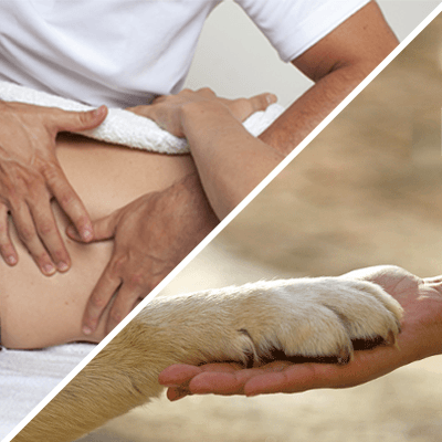eao ecole aquitaine osteopathie formations stages osteopathe bordeaux gironde nouvelle aquitaine formation osteopathie animale ihover bac odo - Ostéopathie animale - ostéopathes animaliers -  -