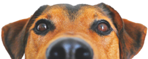 chien-inscription-registre